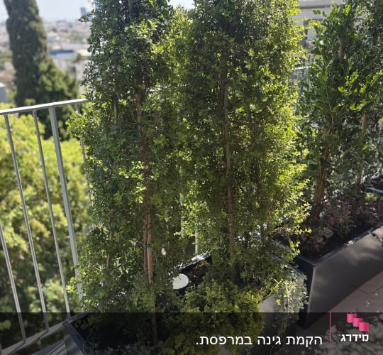 עציצים עם צמחים ירוקים במרפסת שטופת שמש